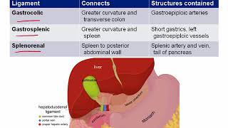 Gastrointestinal Anatomy Part 1  Retroperitoneal Structures GI Ligaments Tract Ana Tract Histo [upl. by Otho]