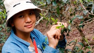 Harvesting Ancient Tea Trees [upl. by Neih]