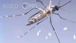 This Dangerous Mosquito Lays Her Armored Eggs – in Your House  Deep Look [upl. by Azyl]