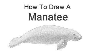 How to Draw a Manatee [upl. by O'Rourke]