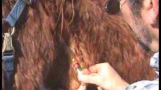 cushings disease in horses treatment PEMF [upl. by Eslud]