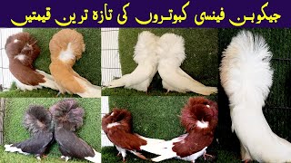 Jacobin Fancy Pigeon Price Imported Bloodline in Pakistan  Jacobin White black or Yellow [upl. by Ellecrag]