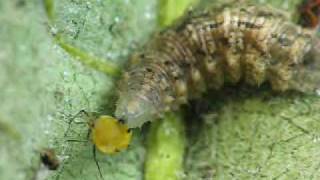 syrphid fly larva aphids 11 09 [upl. by Akeryt859]