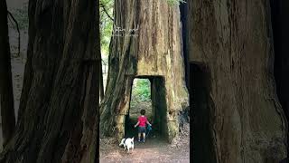 Smithe Redwood State Natural Reserve California 💚 shortvideo shorts nature love youtube [upl. by Barnum]