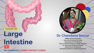 Lecture On Anatomy Of The Large Intestine [upl. by Oelc]