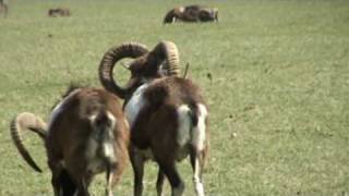 Waldwild von Wildpark Poing Bayern [upl. by Everson]