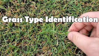 How To Identify Your Grass Type [upl. by Neelloj]