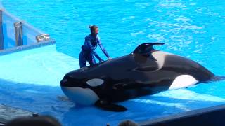 Show Shamu  Sea World  Parte 1 [upl. by Mitchel69]