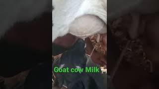 Goat cow pig milk [upl. by Irehs]