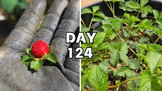 구독자 요청 뱀딸기 키우기  How to grow Mock Strawberry Duchesnea indica [upl. by Anrapa]