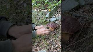 Porcini Red PassionEpisodio 2✌️funghi porcini mushroom boletus [upl. by Kcirednek]