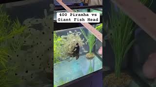 400 piranha Vs Fish Head 😳 [upl. by Eked]