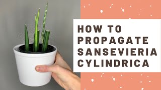 How to Propagate Sansevieria cylindrica  African Spear Snake Plant [upl. by Eixirt]