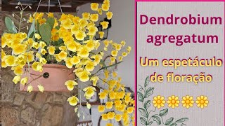 Dicas de cultivo do Dendrobium agregatum ou lindleyi [upl. by Nanreit261]