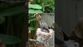 WATCH Baby Hummingbird in Slow Motion  Blinking [upl. by Jeavons739]