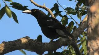 Pied Currawong 23 [upl. by Aracal266]