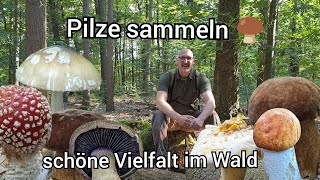 Tolle Pilze 2024  Vielfalt pur  20 Arten und mehr [upl. by Eznyl]