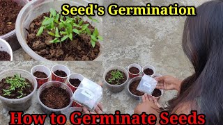 How To Germinate Seeds  Seeds Germination 🌱garden gardening germinatingseedsplants germination [upl. by Yeneffit914]