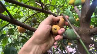 Achachairu Achacha fruiting in South Florida Garcinia not Humilis [upl. by Keyte]