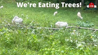 St Croix sheep eating Tree Leaves in Silvopasture Tree Forage for Sheep [upl. by Acemahs]