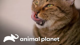 Por que as línguas dos gatos são tão ásperas  O Incrível Mundo Animal  Animal Planet Brasil [upl. by Trilby]