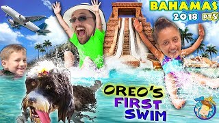 PUPPYS 1st Time SWIMMING  BAHAMAS ATLANTIS LEAP OF FAITH SHARK WATERSLIDE FUNnel V Vlog [upl. by Christenson]