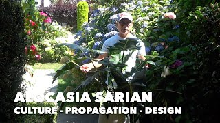 ALOCASIA SARIAN  CULTURE  PROPAGATION  DESIGN [upl. by Asirac]