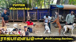 🔥 நீங்க எதிர்பார்க்காத விலையில்  All Breeds Puppies For Sales  Home Delivery Available [upl. by Dorran]