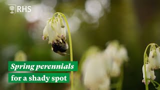 Spring perennials for a shady spot  The RHS [upl. by Allimrac]