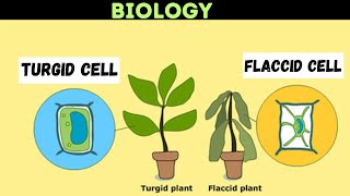 Osmosis and Water Potential Updated [upl. by Gleeson512]