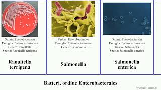 Batteri ordine Enterobacterales klebsiella salmonella bacteria coli pneumoniae typhimurium pestis [upl. by Mathews]