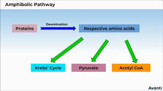 11B145 CV 2 Amphibolic Pathway [upl. by Aerbma962]