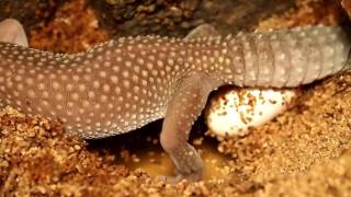 Leopard Gecko Laying Eggs [upl. by Sculley]