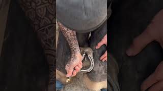 Massive stone stuck in this horses foot farrier horsecare equestrian explore [upl. by Agnesse]