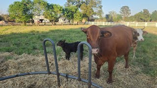 Newest member to the MampJ Cattle Co Momma Cow is doing great [upl. by Tsyhtema]