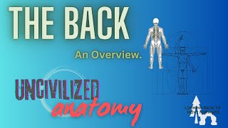 Uncivilized Anatomy Back Musculature Overview [upl. by Pussej]