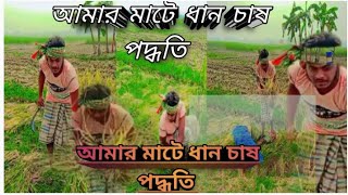 youtube trending vairal ধান চাষ পদ্ধতি 🔥🔥 ভিডিও টা পুরো দেখবেন [upl. by Yeo]