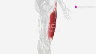 Understanding the Lumber nerve L3  Anatomy and function [upl. by Nanyk729]