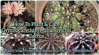 How To Grow amp Care Gymnocalycium mihanovichii Cactus gymnocalycium cactus propagation [upl. by Nera544]