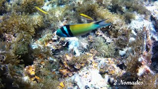 SNORKELING 2 PART 2  STARFISH JIBACOA VILLA TROPICO – CUBA [upl. by Eelnyl287]