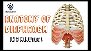 Diaphragm Anatomy  Origin  Insertion  Actions  Openings of Diaphragm [upl. by Idac852]