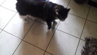 Maine coon cat strange voice roucoule [upl. by Yclehc]