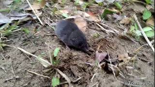 Southern Shorttailed Shrew [upl. by Castra]