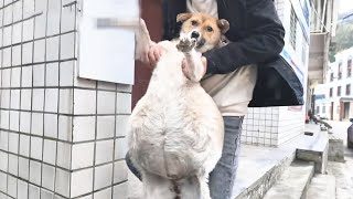 After illness dogs belly grew 10 times bigger Heartless owner abandoned it [upl. by Noemys]