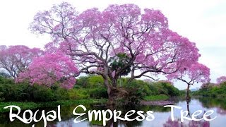 Royal Empress Tree  Paulownia tomentosa  Fastest Growing Tree In The World Paulownia [upl. by Langelo]