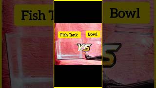 Fish Tank Vs Bowl 😍 aquarium fishtank mollyfish petsvlog bowl tranding shorts [upl. by Ahasuerus]