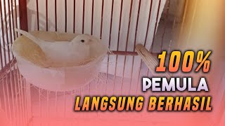 Tips Ternak kenari untuk pemula [upl. by Dulsea]