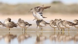 The Adelaide International Bird Sanctuary BirdLife Australia [upl. by Neeruan198]