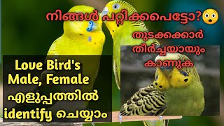 How to identify male and female in lovebirds budgies in malayalam  Love birds ലേ അണ് പെൺ തിരിച്ചറ [upl. by Hizar814]