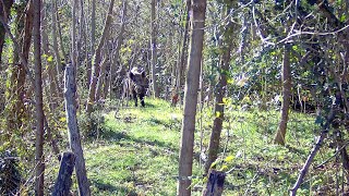 Relentless fighting wild boar hunting wildboarhuntshotkamgopro [upl. by Adest]